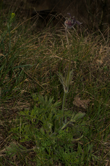 Pulsatilla montana