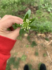 Thlaspi arvense