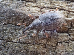 Acalyptus carpini