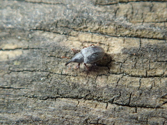 Acalyptus carpini