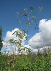 Conioselinum tataricum