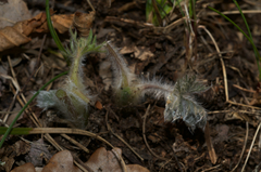 Pulsatilla montana