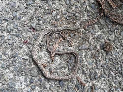 Japanese Ratsnake