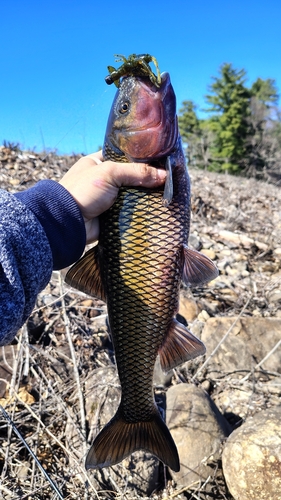 Fallfish (Semotilus corporalis) — Cyprinidae