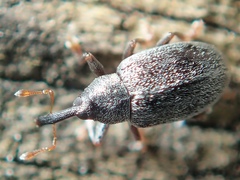 Acalyptus carpini