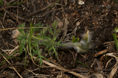 Pulsatilla montana