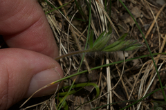 Pulsatilla montana