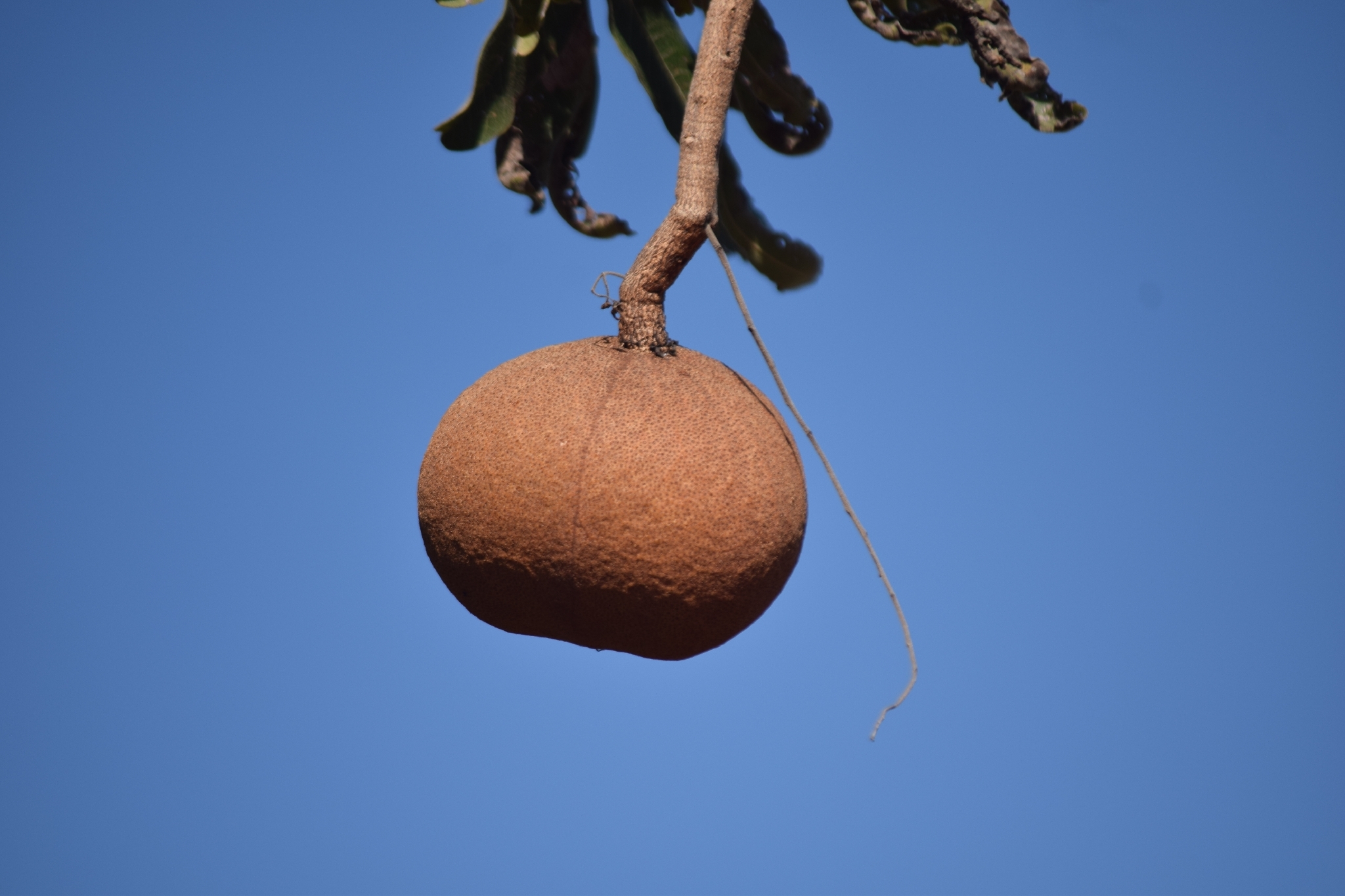 Magonia pubescens