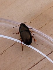 Amara familiaris
