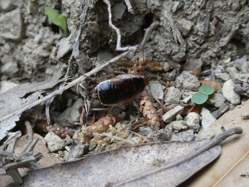 Blattella nipponica