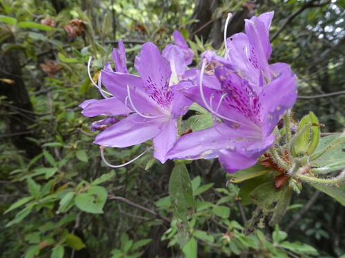Indian azalea
