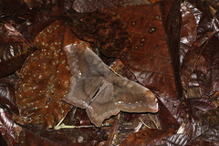 Arsenurinae
