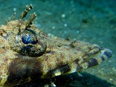 Cymbacephalus