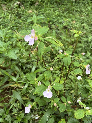 Impatiens burtonii