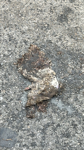 Rat photographed near here on 2026-04-22