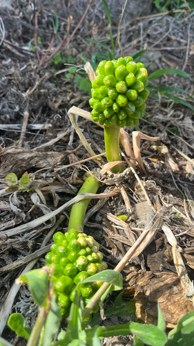Arum pictum, photograph 3