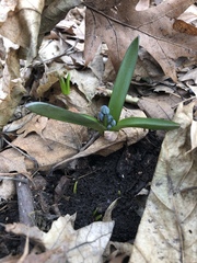 Scilla siberica