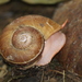 Aperostoma olivaceum - Photo (c) Mike Ellis, algunos derechos reservados (CC BY-NC), subido por Mike Ellis