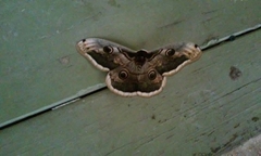 Saturnia pyri