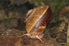 Neocyclotidae
