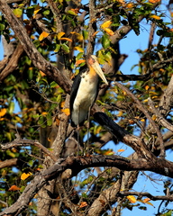 Leptoptilos javanicus