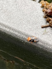 Neocapsus