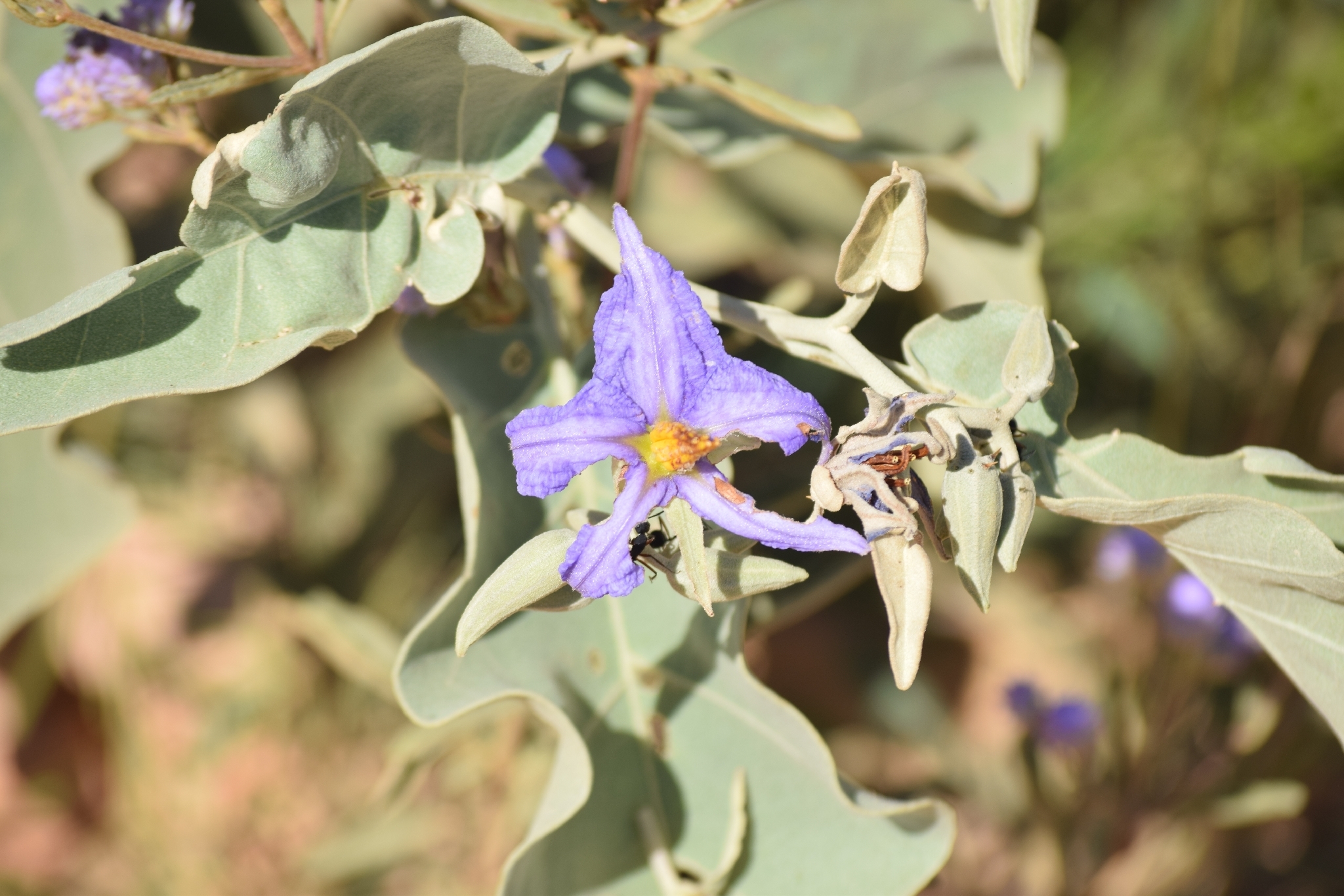 Solanum lycocarpum
