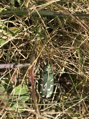 Cicindela tranquebarica vibex