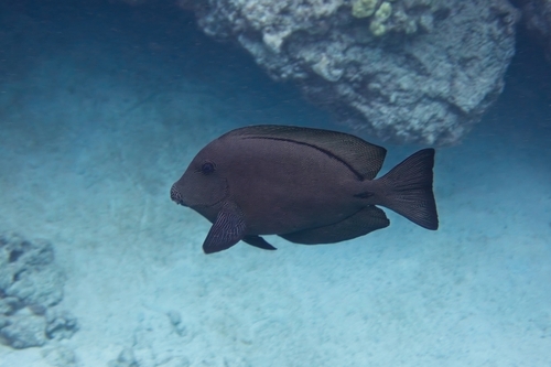 Ctenochaetus hawaiiensis, 2026-04-18