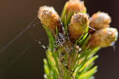Araneus diadematus