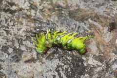 Adeloneivaia