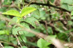 Rhagio albicornis