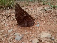 Morpho theseus
