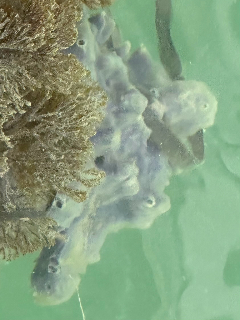 MacGinitie's horny sponge