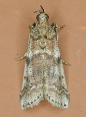 Amyelois transitella
