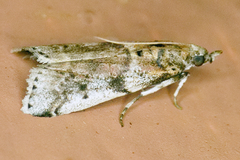 Amyelois transitella