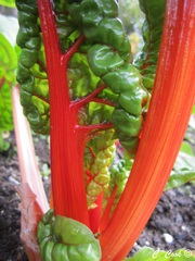 Beta vulgaris cicla