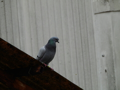 Columba livia domestica