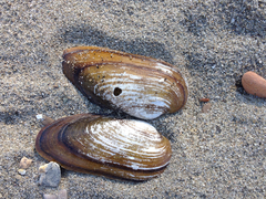 Unio elongatulus