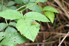 Rhagio albicornis