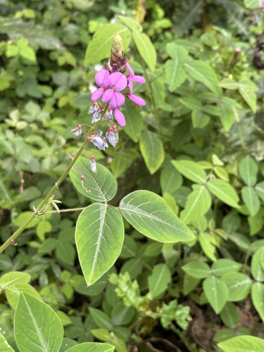 Greenleaf Ticktrefoil