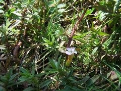 Gratiola officinalis