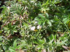 Gratiola officinalis