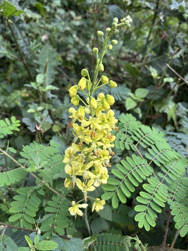 Mysore Thorn