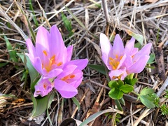 Colchicum trigynum