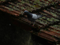 Columba livia domestica