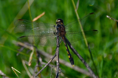 Erythrodiplax nigricans