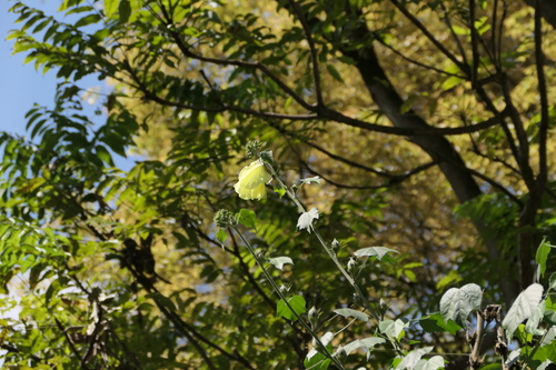 Hibiscus lunariifolius, photograph 2