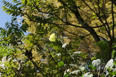 Hibiscus lunariifolius, photograph (c) Dinesh Valke, some rights reserved (CC BY-SA)