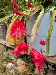 Disocactus ackermannii